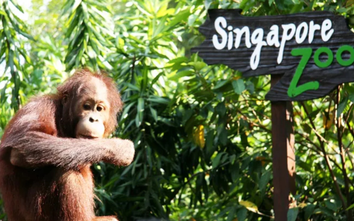 Singapore Zoo