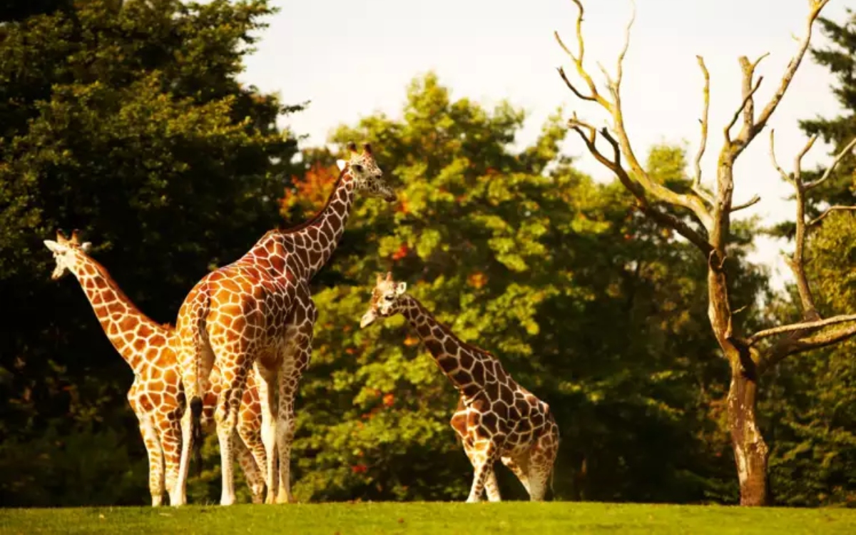 singapore zoo-wildlife