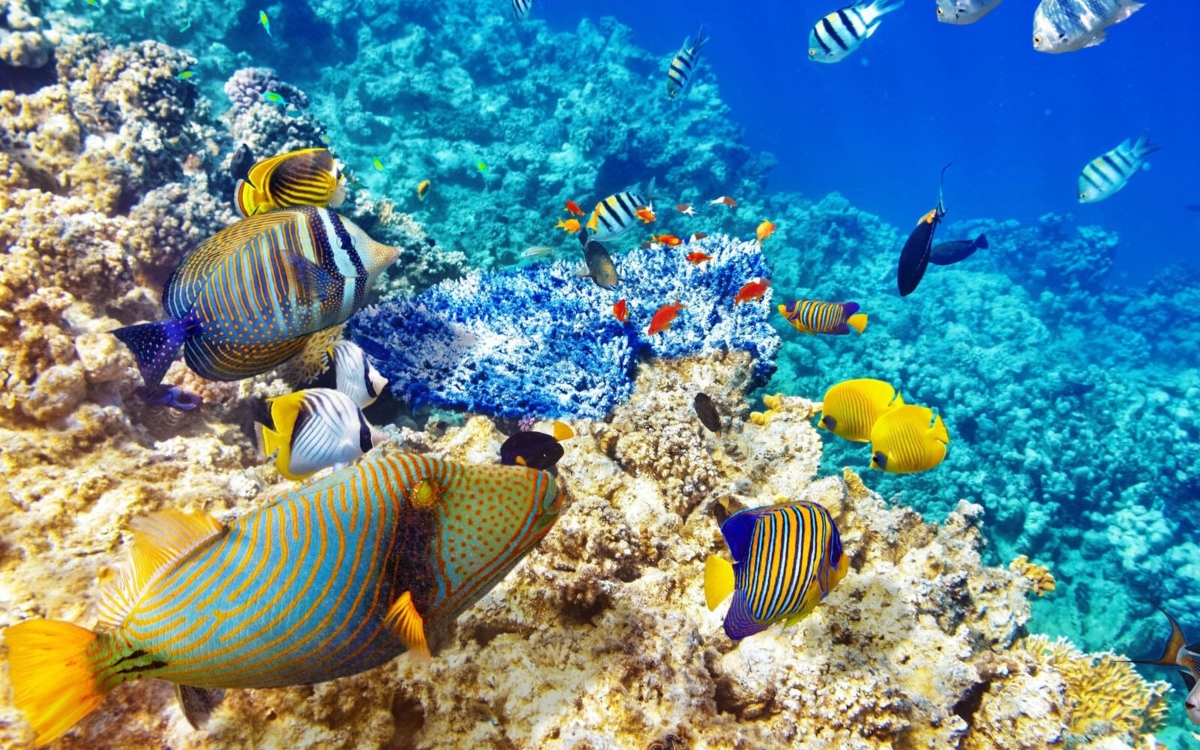 snorkeling in Mauritius